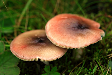 two mushrooms