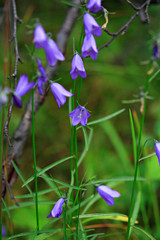 campanula