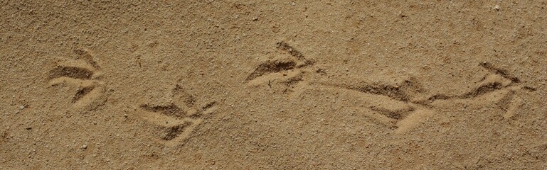 traces de pattes d'oiseau sur le sable