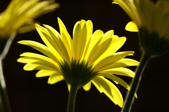 Fototapeta yellow flower