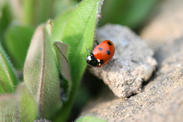 ladybug/ladybird