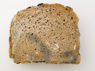 verschimmeltes brot