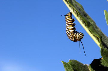 monarch caterpillar