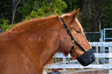 pony muzzle