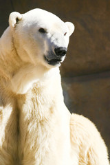 Fototapeta premium polar bear looking around