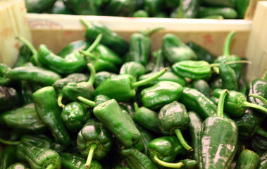 padron pepper