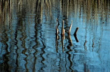 reflecting reeds