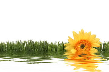 yellow daisy