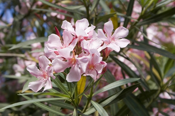 oleander