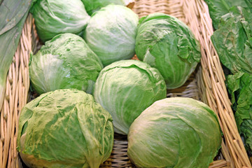 Fototapeta premium lettuce