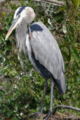 blue heron