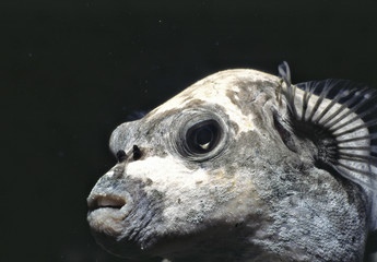geist