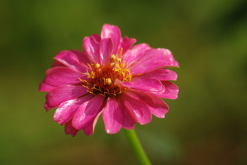 Obraz premium pink flower