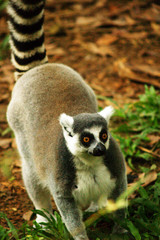 weasel