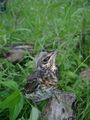 nestling