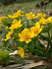 marsh marigold