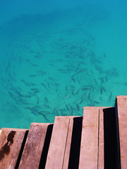 maldive,pesce