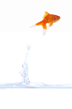 goldfish escape