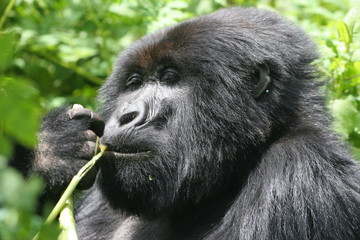 gorille mâle mangeant