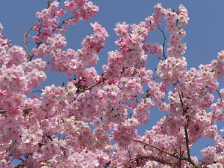 0779 - pêcher en fleurs