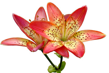 the tiger's lilly - obrazy, fototapety, plakaty