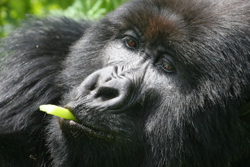 portrait de gorille
