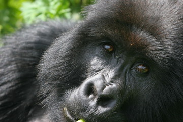 gorille de fâce