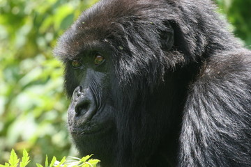 portrait de profil de gorille