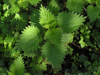 0781 - ortie (médecine par les plantes)