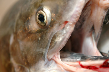 chum salmon mouth blood