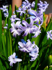 violet hyacinth