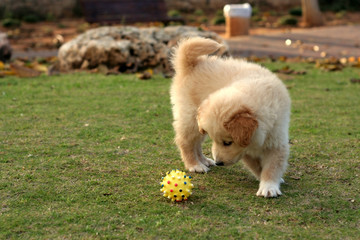 dog