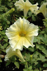 yellow petunia