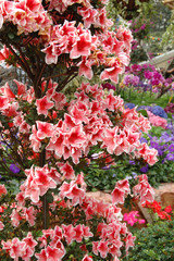 rhodendron simsii