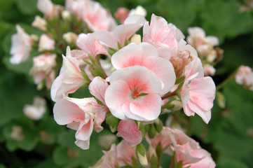 white-pink pelargonium