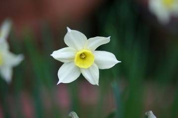 miniature daffodil