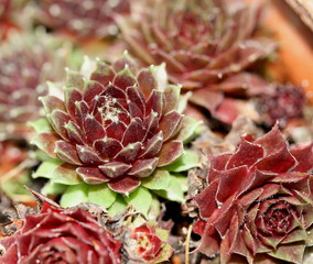 sempervivum