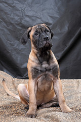 Obraz premium bullmastiff puppy 23