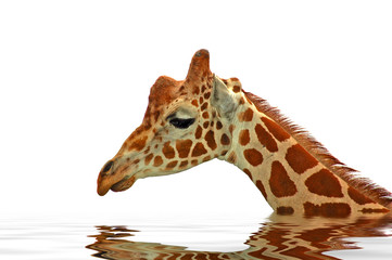 giraffe in water - sadness on white