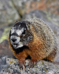 barking marmot