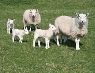 Naklejka na ściany i meble lambs and sheep in field in spring