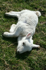 sick lamb © Stephen Finn