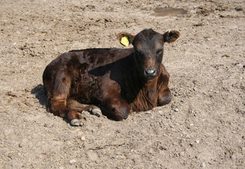 black calf in field in spring