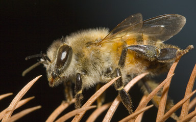 honey bee