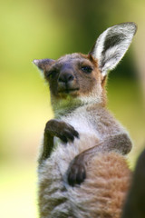 little joey