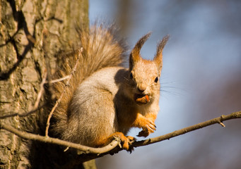 squirrel with a nut