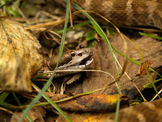 brown viper in the grass