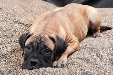 bullmastiff puppy 61