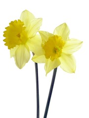 yellow spring daffodils
