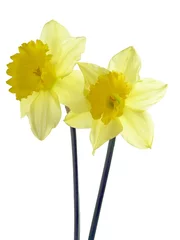Tissu par mètre Narcisse yellow spring daffodils